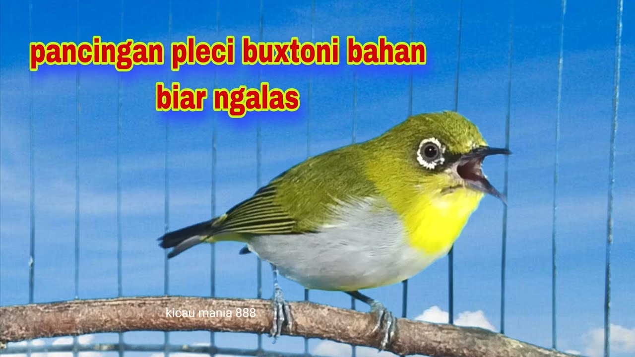 Pleci Buxtoni Ngalas Standar Bikin Semua Pleci Ikutan Ngalas  || Pancingan Pleci Bahan Biar Ngalas