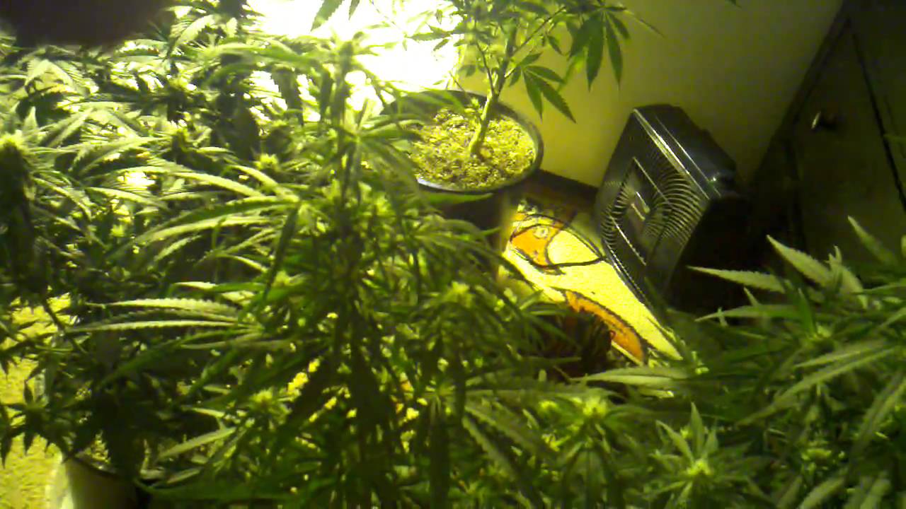 600 hps grow week 4 of flowering day 26 part3