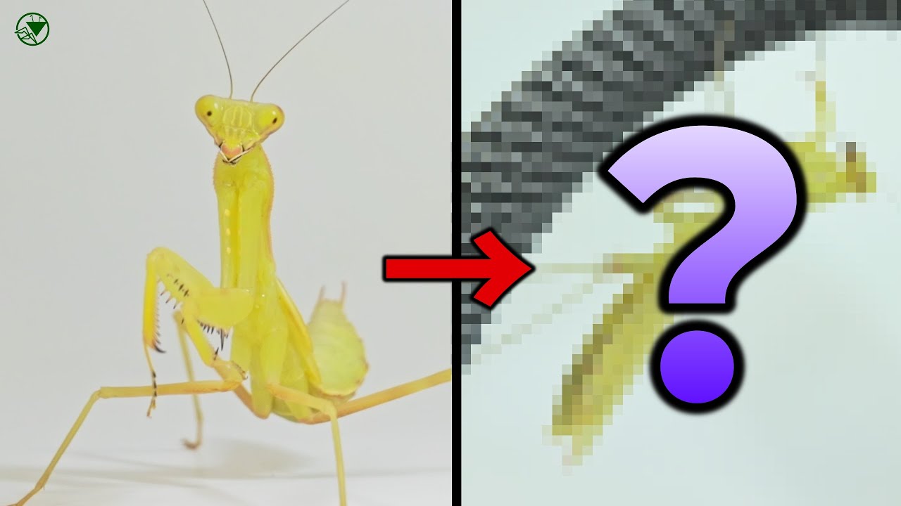 黄色いハラビロカマキリが成虫に⁉️その結果は如何に...❗️