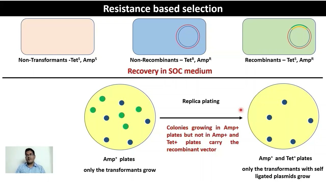 GE6 - Plasmid vectors - features and methods of selection #vectors #bluewhite #resistance #pbr322