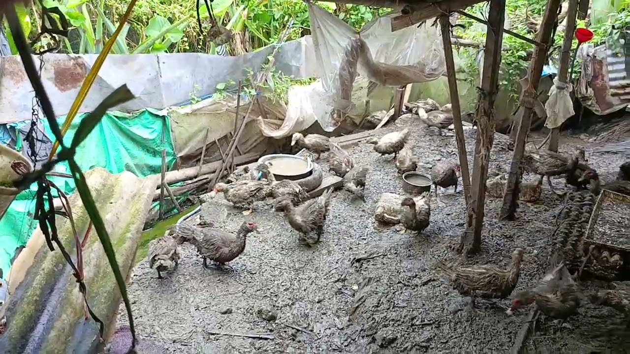 Entok mencari sisa makanan nya di kandang