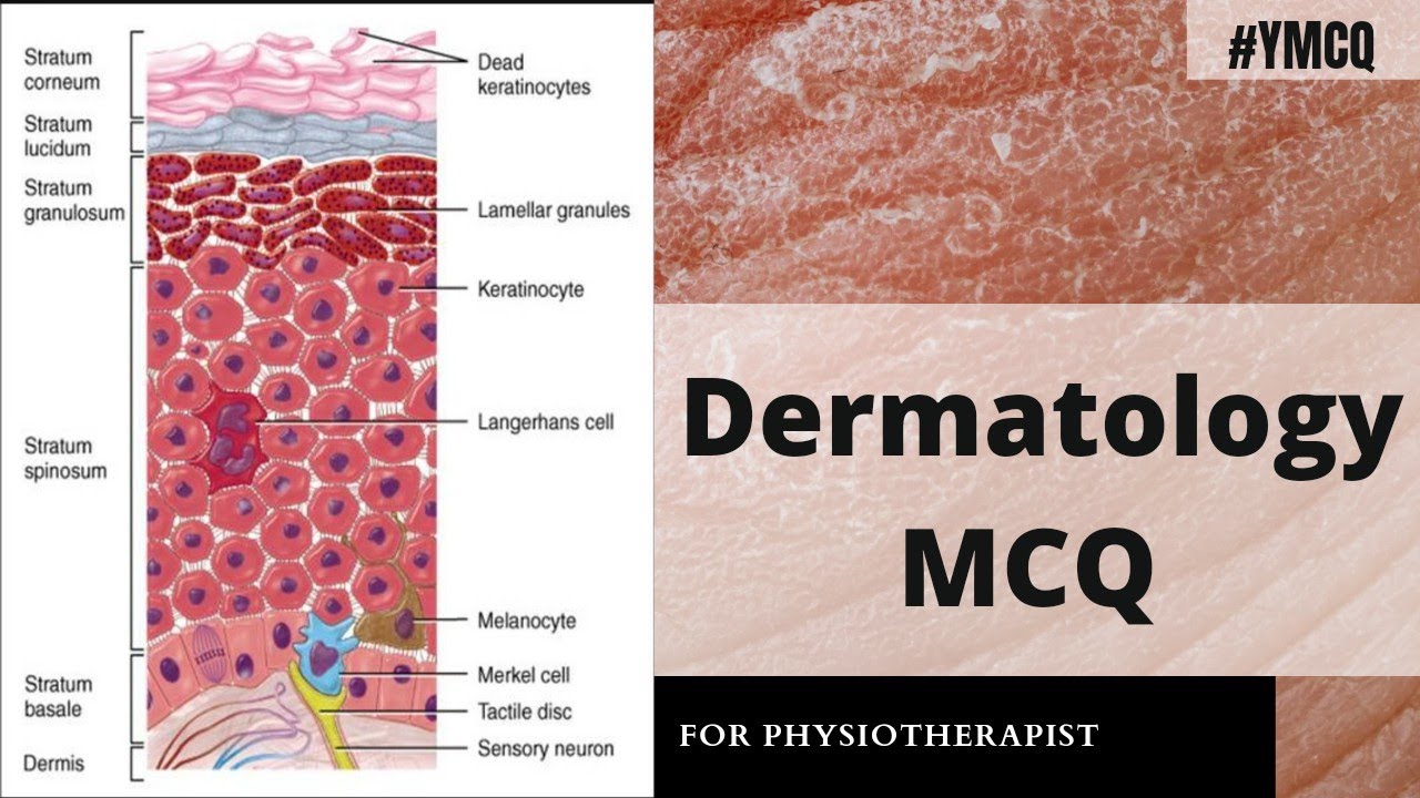 Dermatology / Integumentary system / Skin MCQ