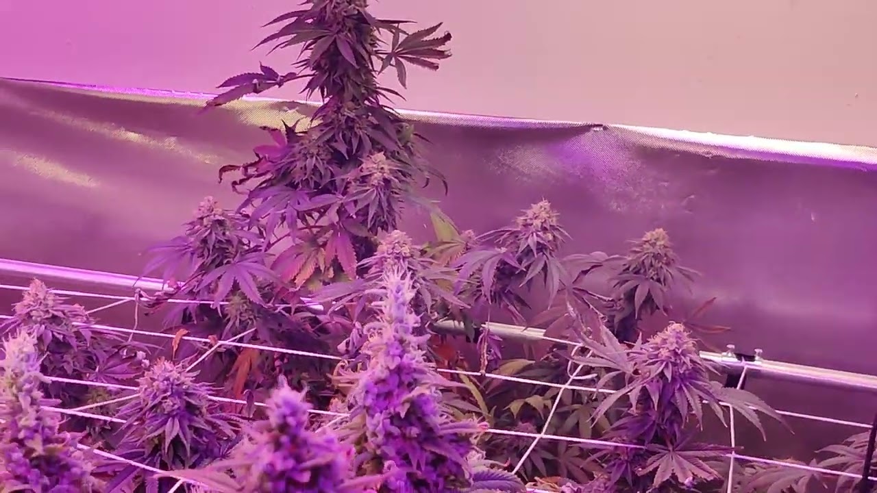 week 9 amateur indoor grow