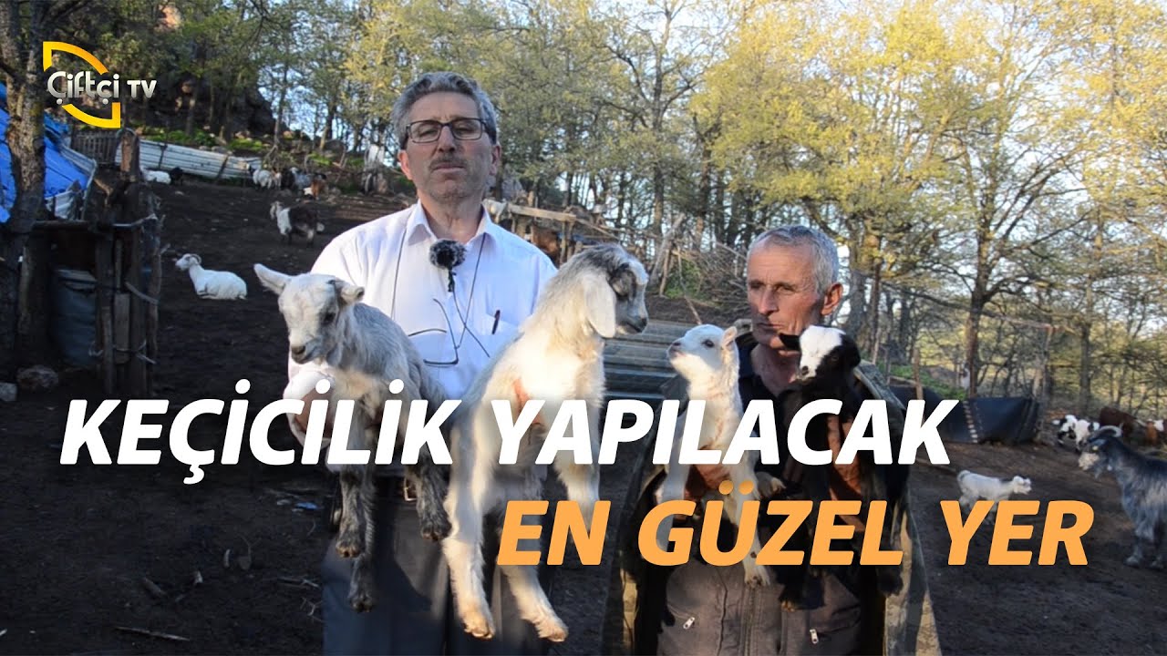 Keçicilik Yapılacak En Güzel Yerdeyiz! - Çobanla Baş Başa