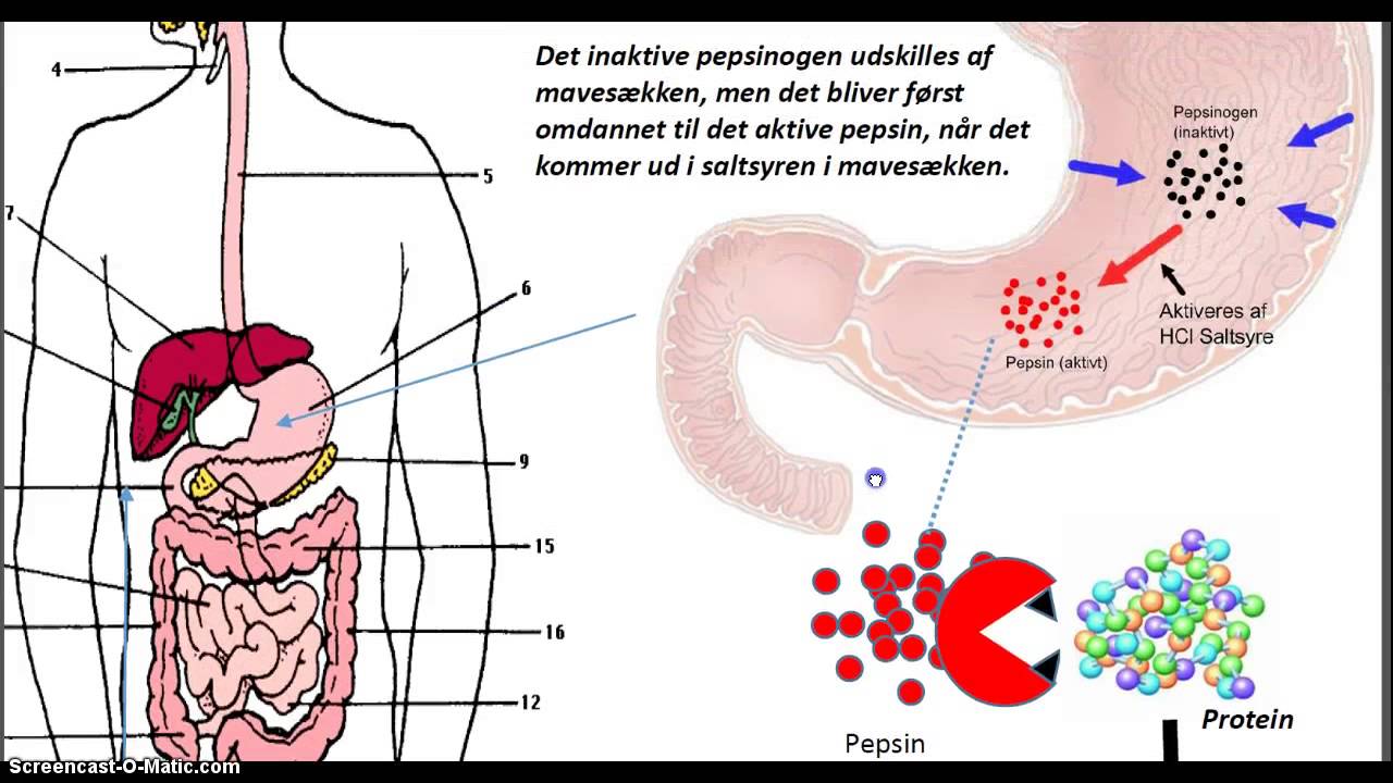 Nedbrydning af protein