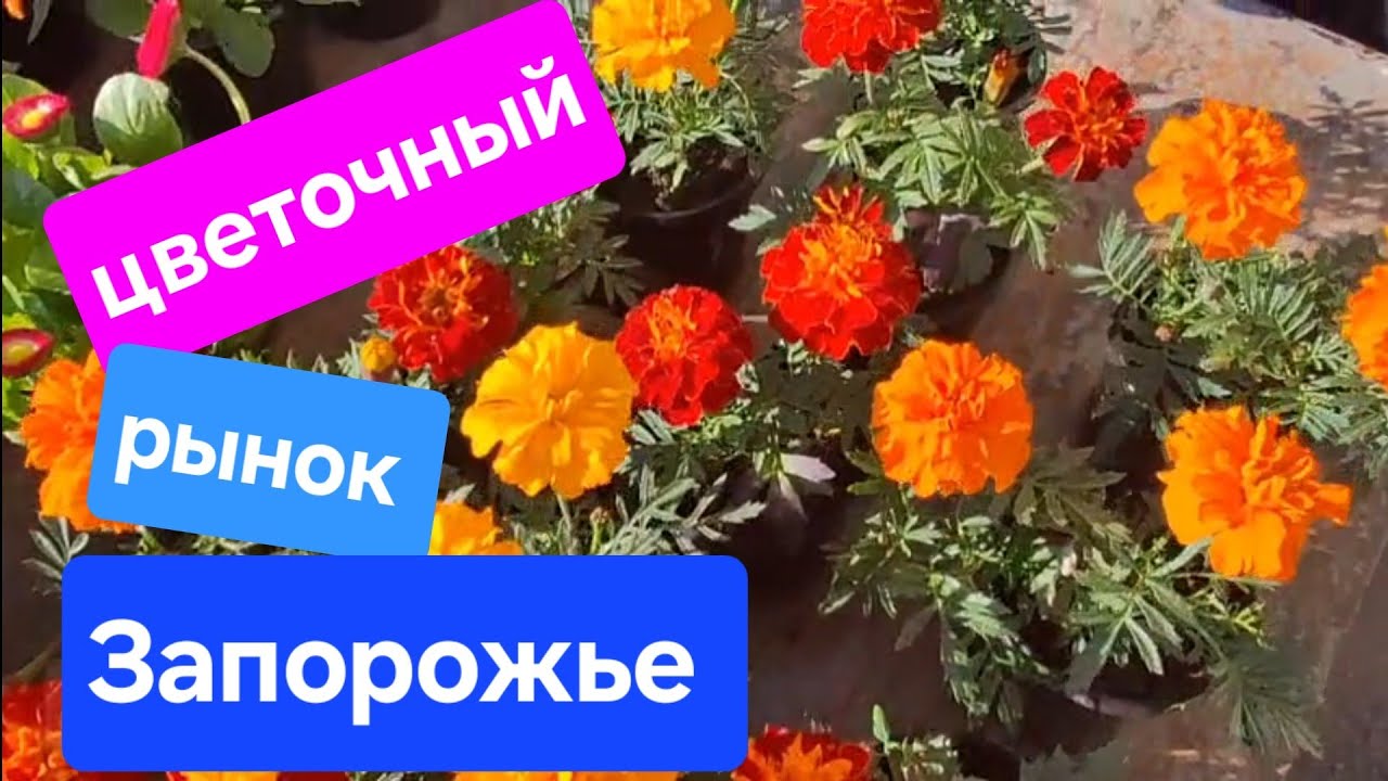 14.04.26 Обзор цветочного рынка/Запорожье/Анголенко 
