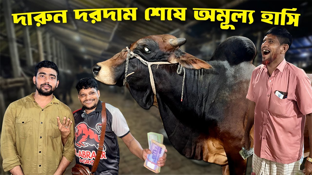 আকরাম ভাইয়ের আজকের ৪ গরুর টানটান দরদাম! 😱 Gabtoli Haat | Akram Vai | Manju Bepari