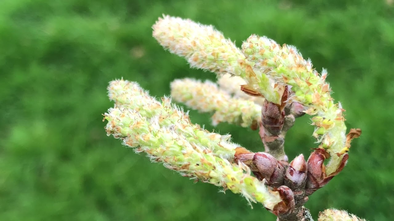 White Poplar - female flowers / catkins & buds close up - March 2021