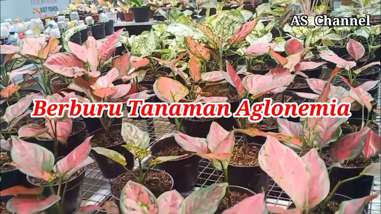 Berburu Tanaman Aglonemia (@AS_Channel )
