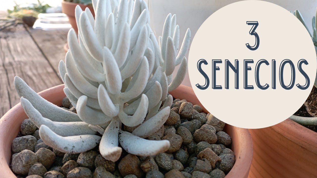 3 SENECIOS /Senecio Ficoides/ Senecio Scaposus/Senecio Haworthii Mont Blanc