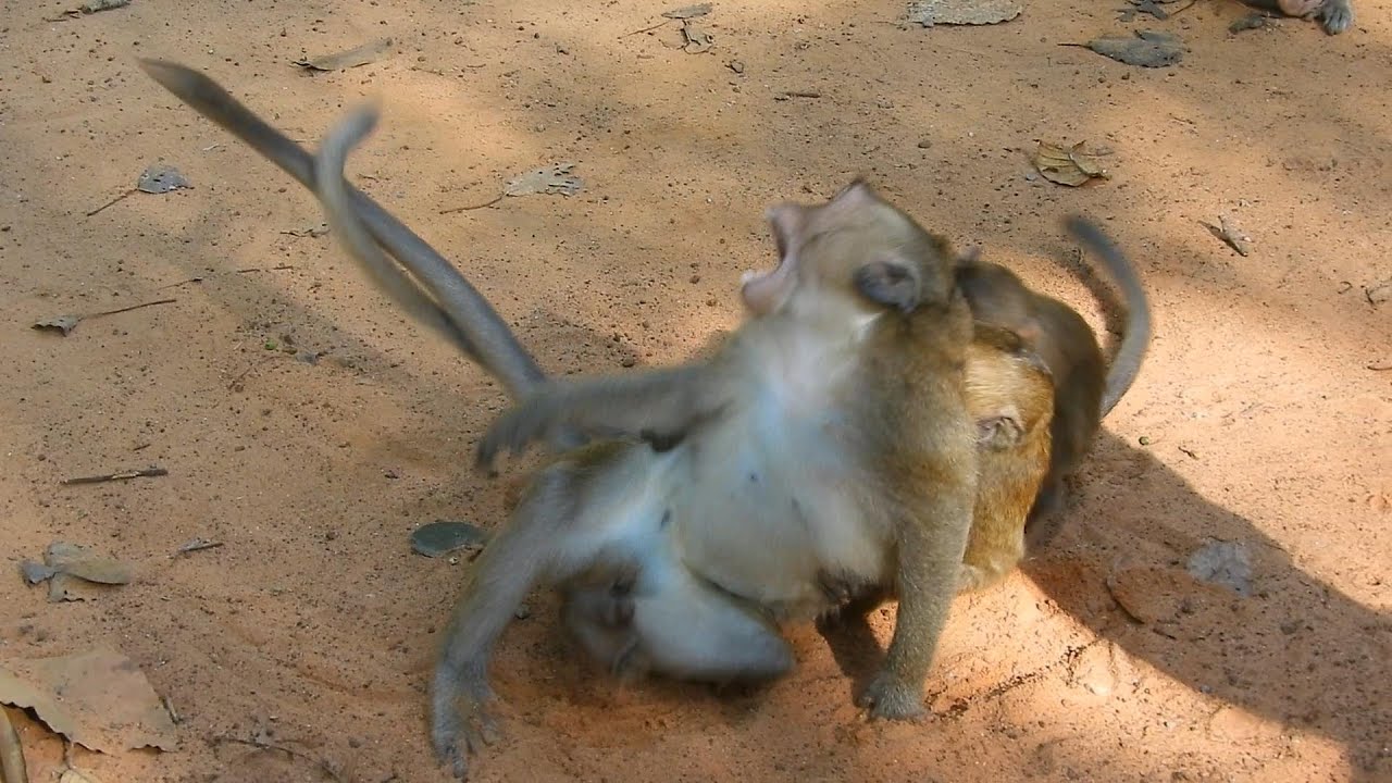 Funny Monkey