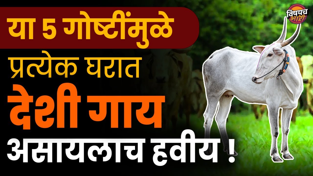 घरात एकतरी देशी गाय हवी असं का म्हणलं जातं | ही आहेत ५ कारणं | Desi Cow Benefits | Vishaych Bhari