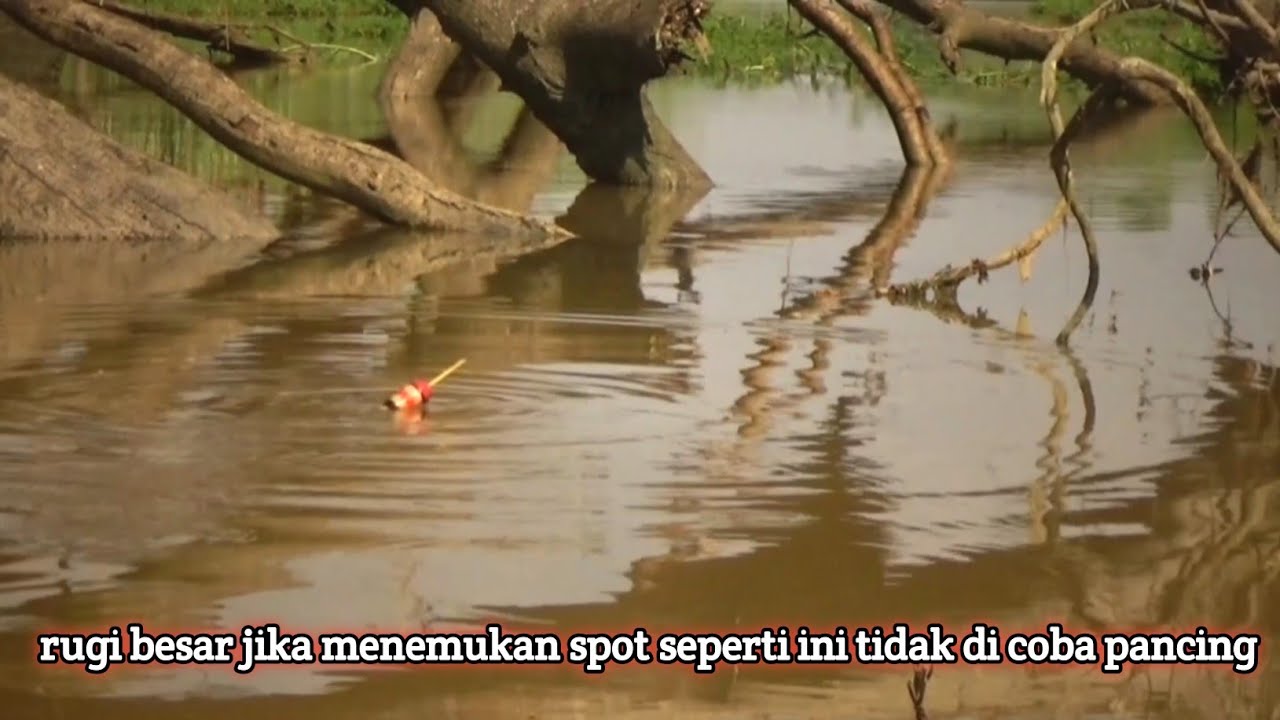 Mancing di semua spot dapat ikan besar tapi di spot ini dapat ikan incaran para pemancing 