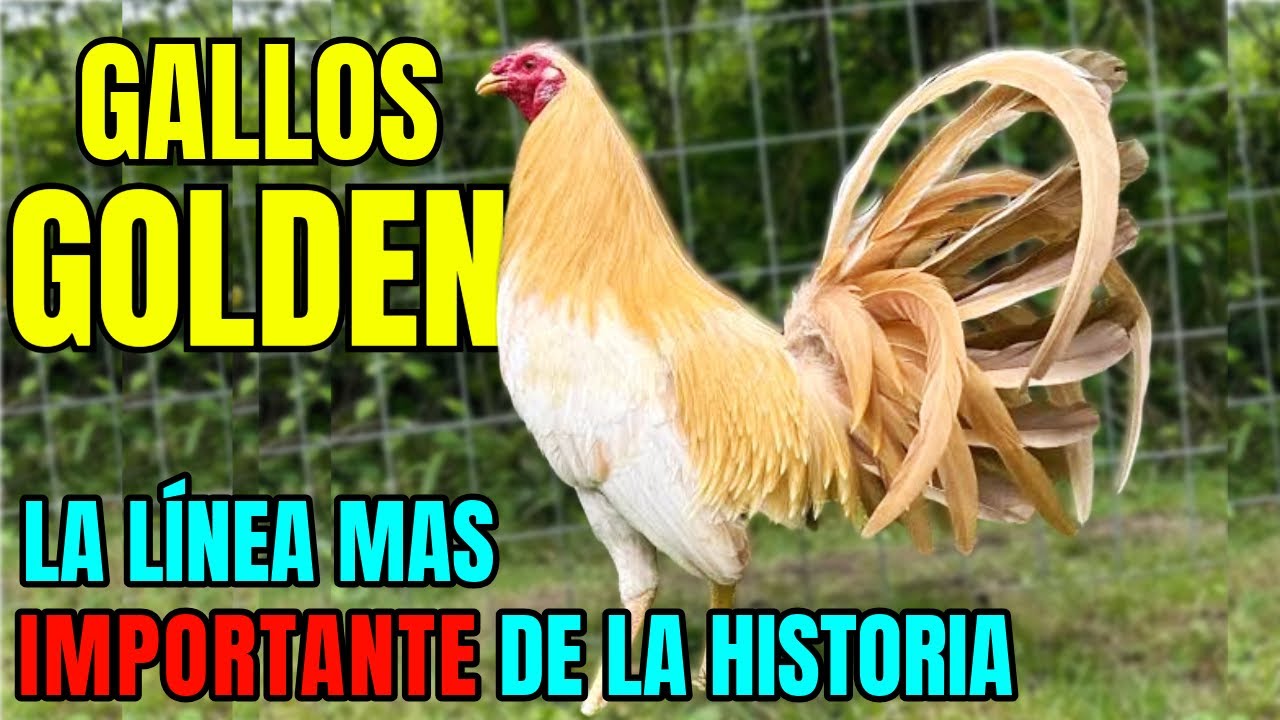 GALLOS GOLDEN.... LA LINEA DE AVES MAS IMPORTANTE DE TODAS