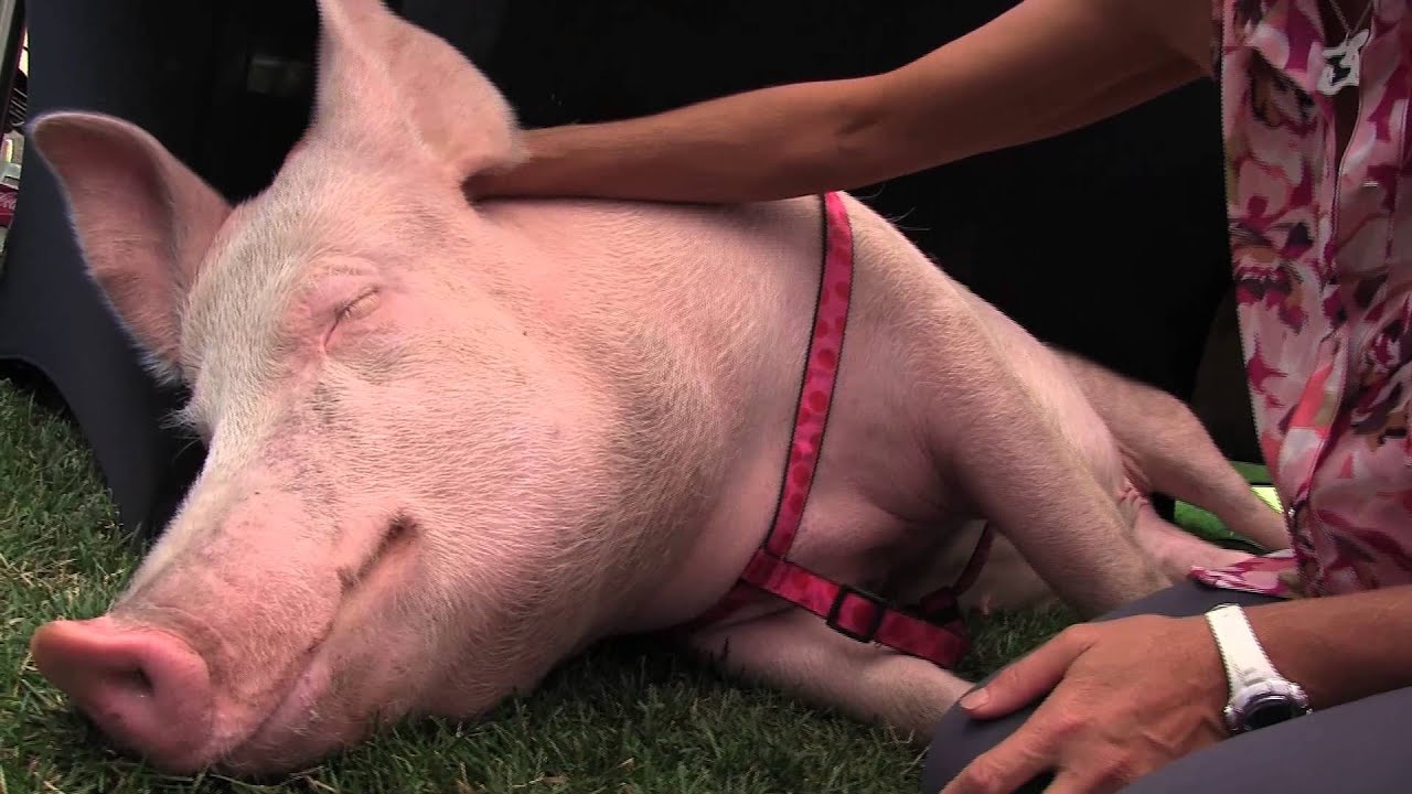 Esther the Wonder Pig sleeping & peeking