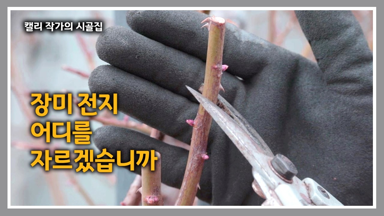 청운재 [301] 퇴비를 줄까 비료를 줄까 /  장미 사과대추 목수국 전지방법 / 정원에 어울리는 꽃나무