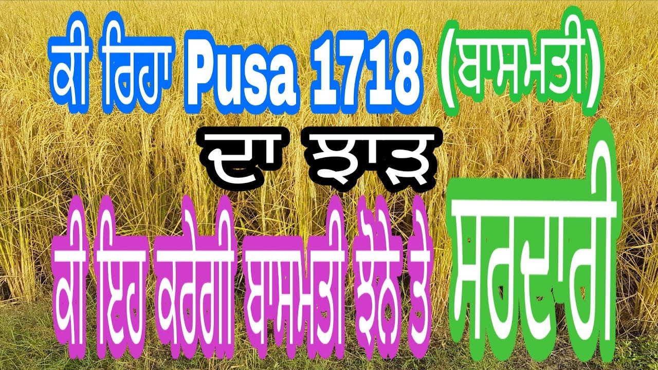 ਕੀ ਰਿਹਾ Pusa 1718 ਦਾ ਝਾੜ #Pusa 1718 Yield Report