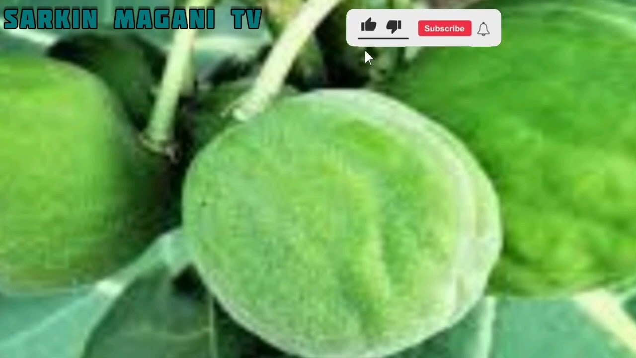 babban sirrin jalabi na gaskiya da gaskiya