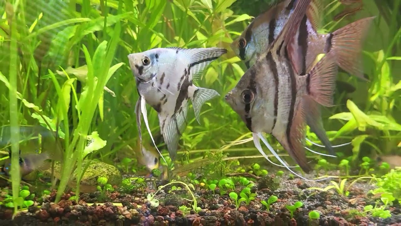 Akwarium towarzyskie 🌿🐟🦐🐠