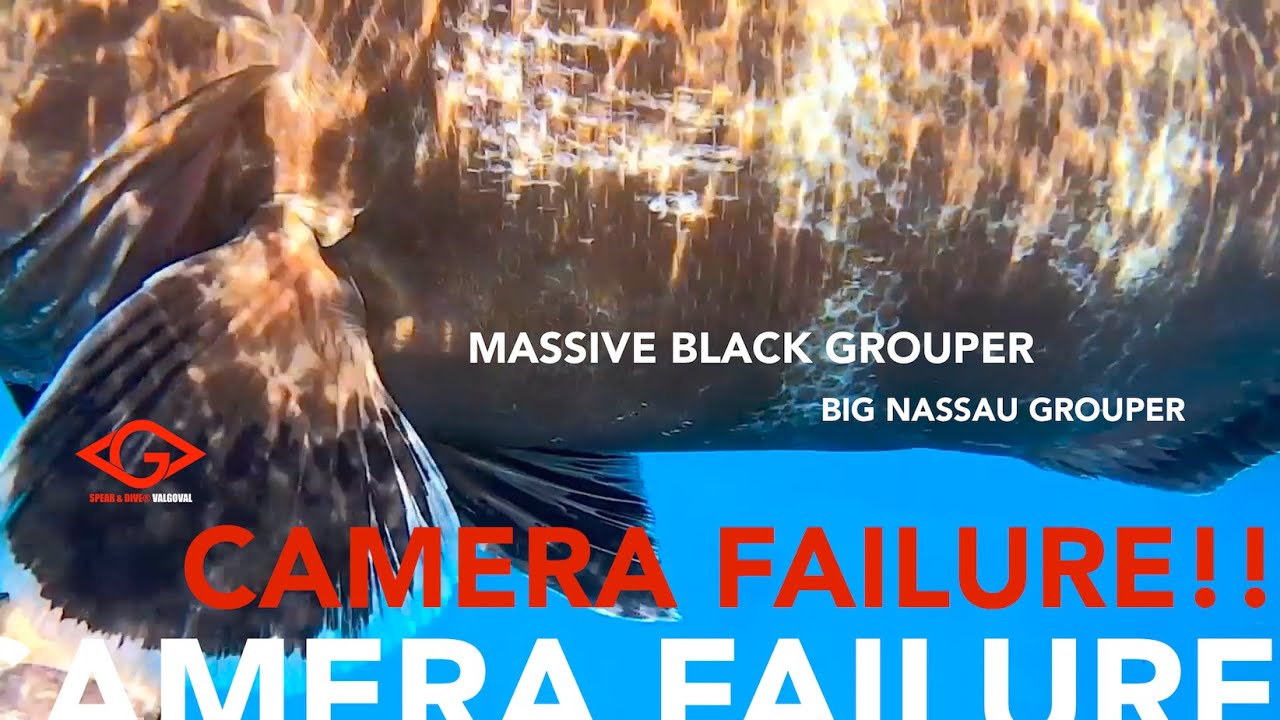 CAMERA FAILURE !! Massive Black Grouper & Big Nassau Grouper.!! (HD q). 17k views.