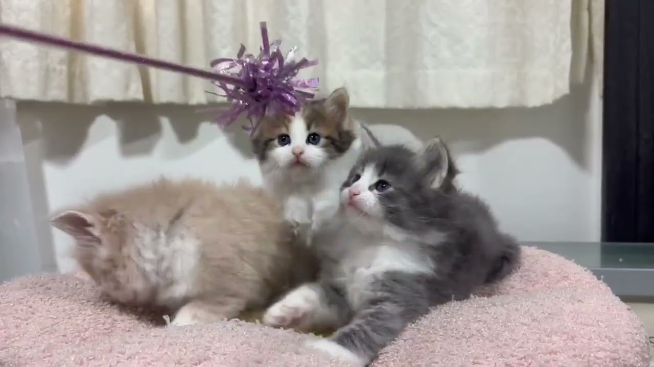 ノルウェージャン　エミベビー3匹