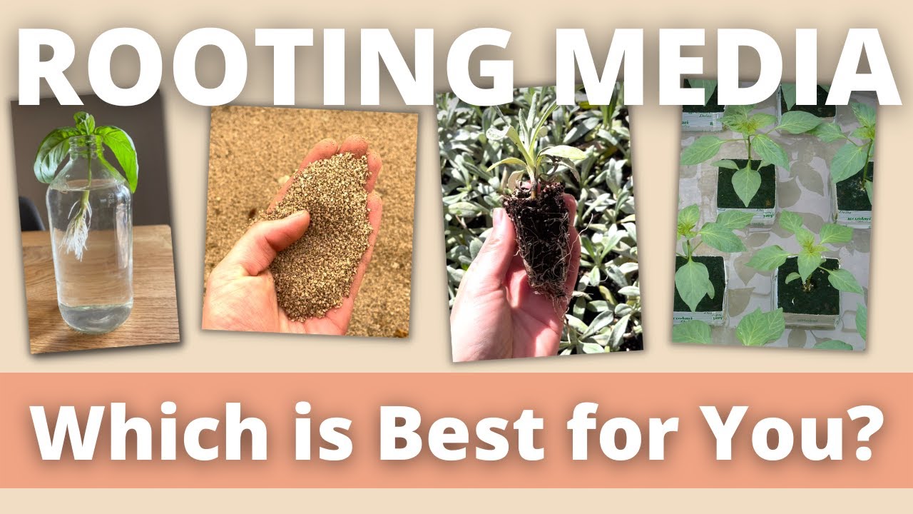 Which Rooting Medium Gives You the Fastest Results?