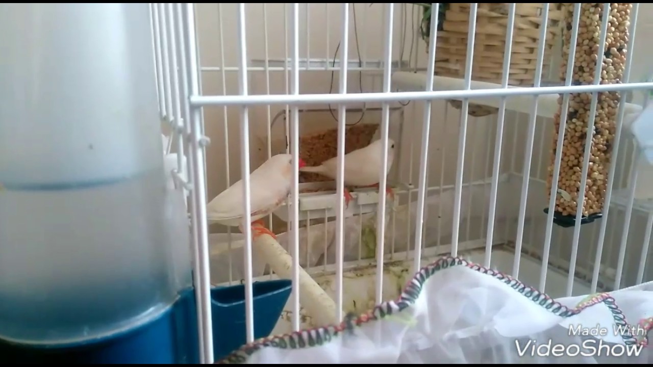 HANGİ MUTASYONDAN HANGİ RENK YAVRU ÇIKAR