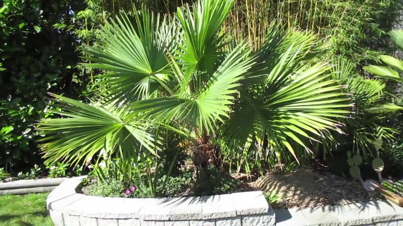 Brahea edulis Palm trees fully hardy in Tofino, B.C.