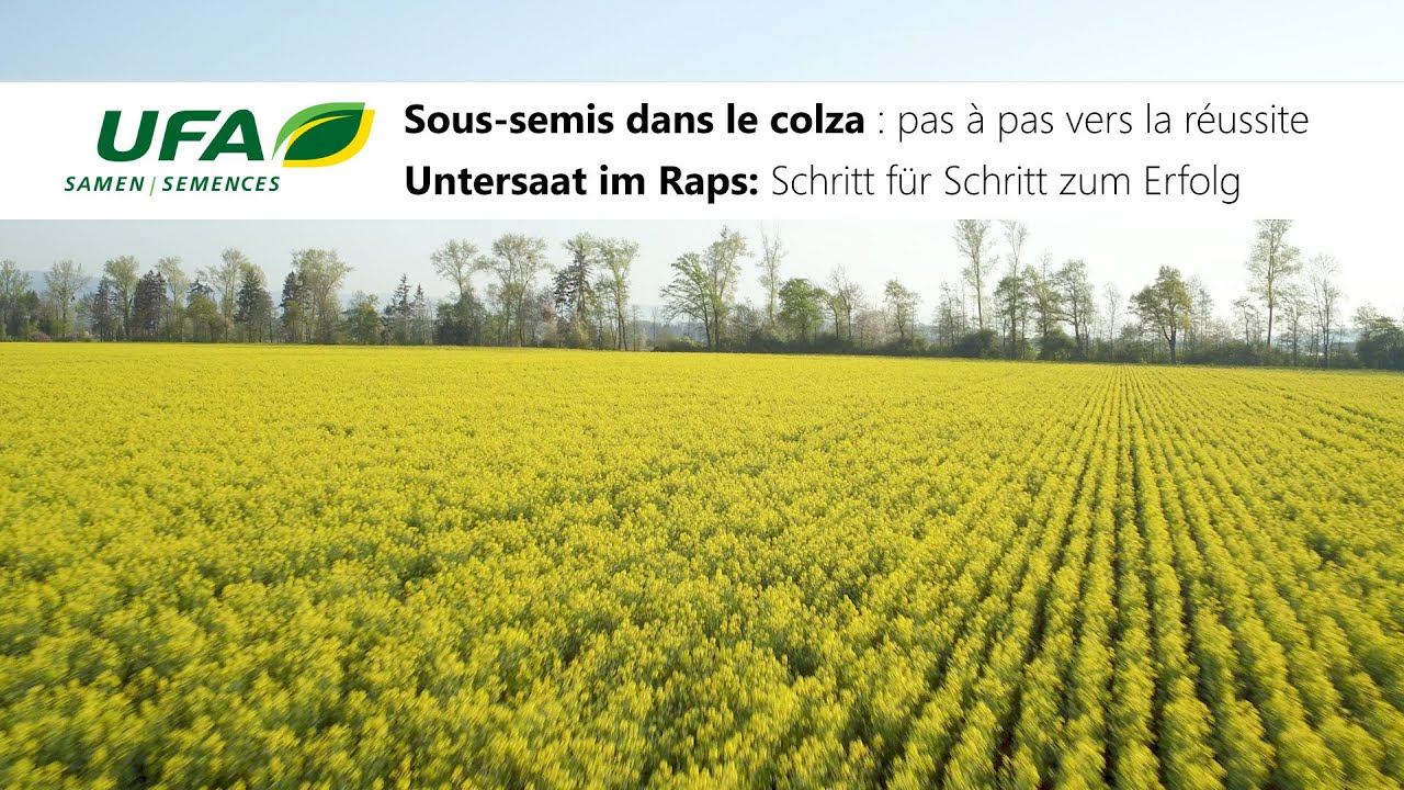 UFA Colzafix: Untersaat im Raps / Sous-semis dans le colza Bellechasse