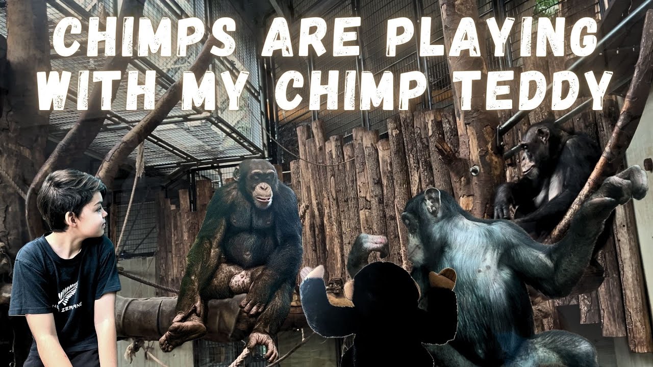 Chimpanzee Family Meets Teddy Chimp