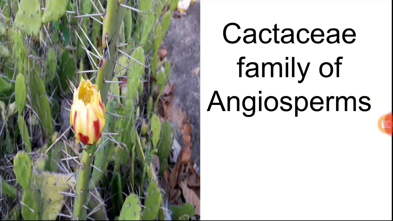 Cactaceae Family of Angiosperms