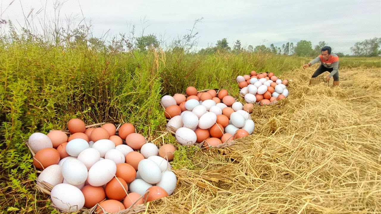 amazing! pick a lot of eggs on the hive under a tree pick by hand