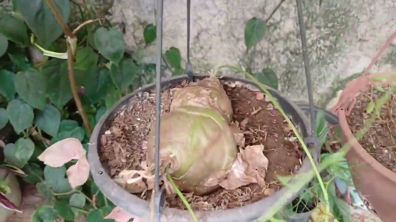 ESSE CANTINHO TÁ MARAVILHOSO! PLANTAS LINDAS!