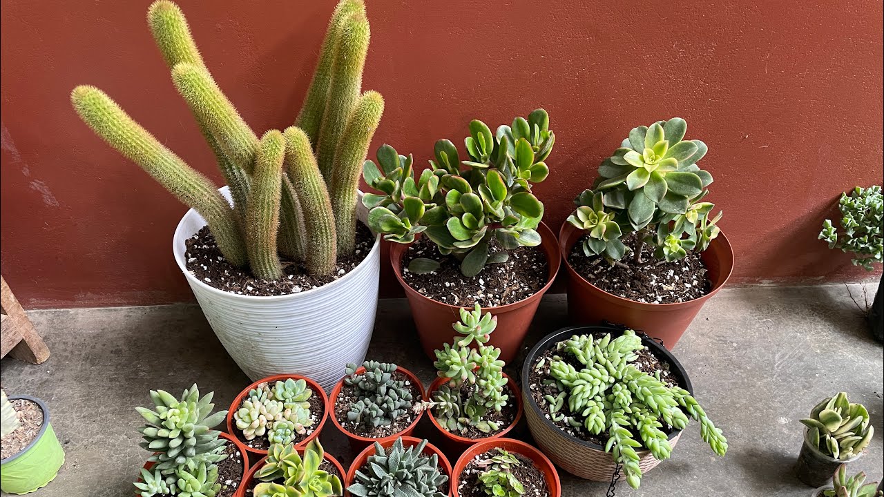 Trasplantando suculentas para el jardín de mi mamá Perú 🇵🇪 
