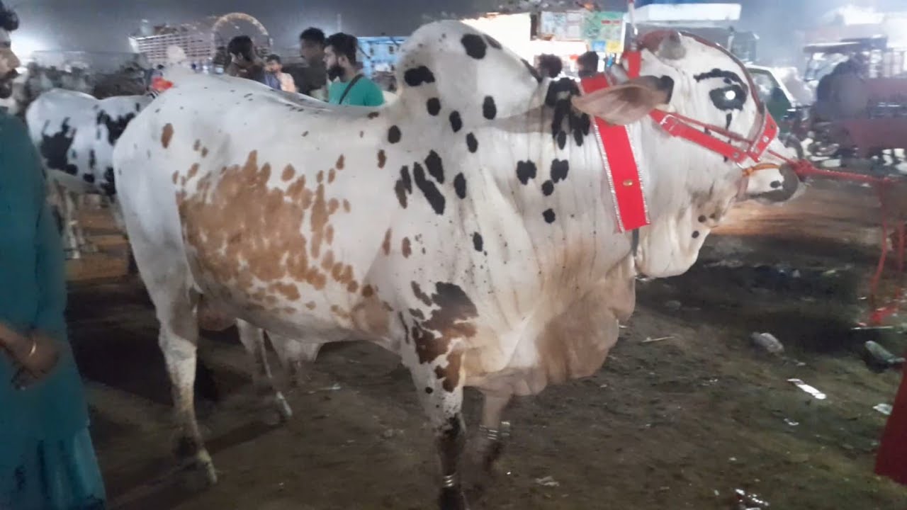 Mandi Night Update | 2 Live Deals | Soda kitne main Huwa | Lahore Cow Mandi 2024 | Sadi Ronaq |