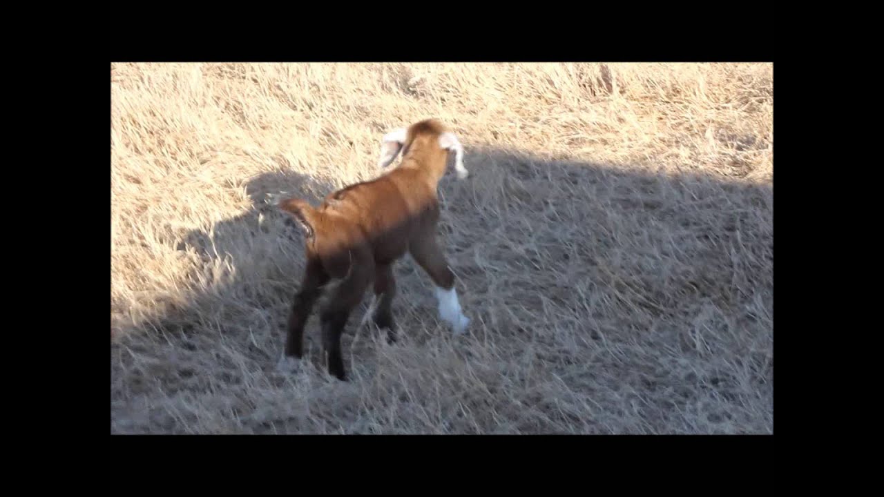 Baby Goat calling his mom. Blessings On A Farm