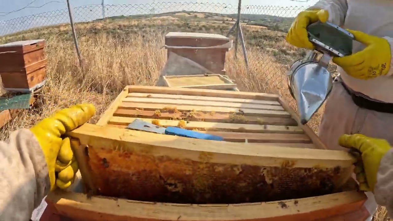 First Honey Harvest July 2025   Harvesting 10 Frames  اول فرز لاطارات العسل