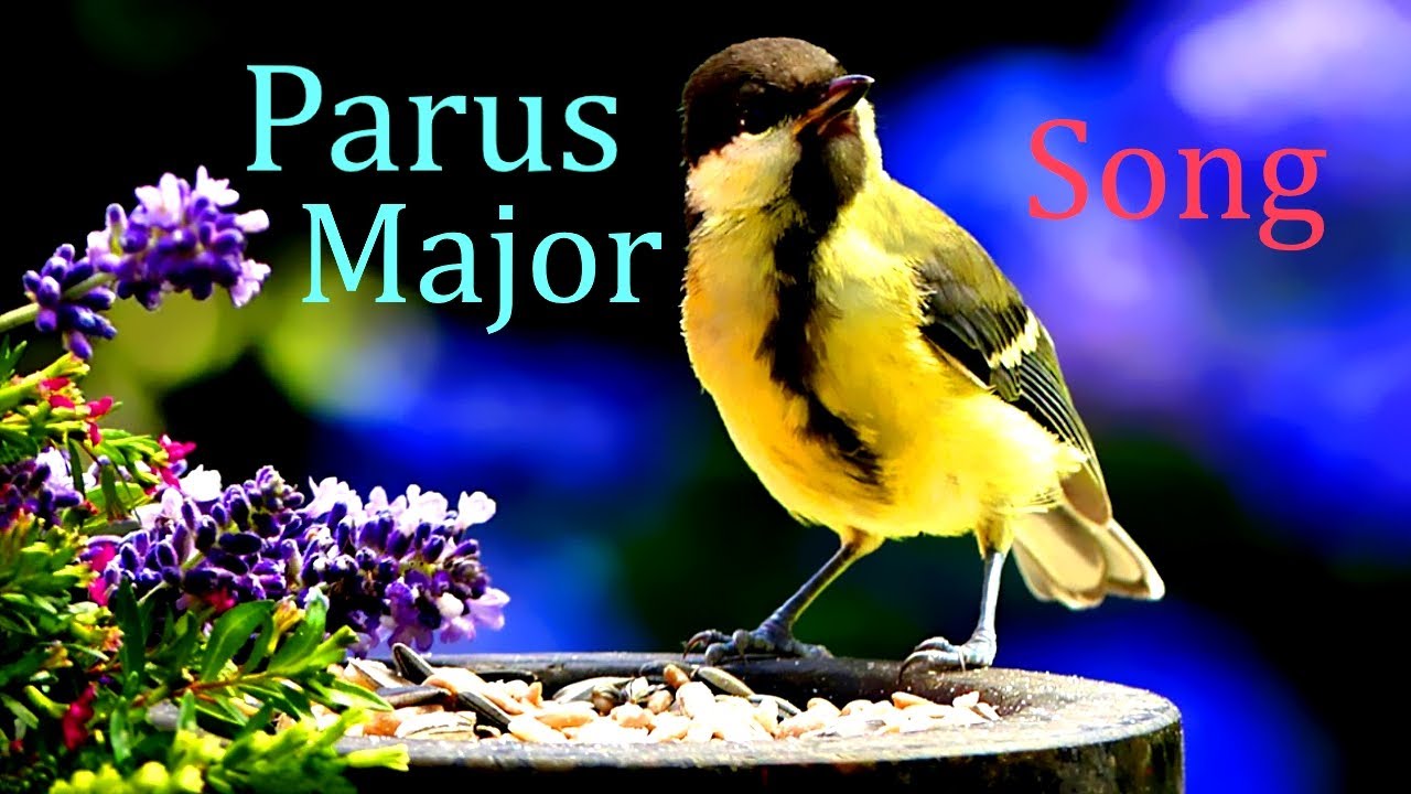 Great Tit.Chirping and Singing Bird.(Parus major).
