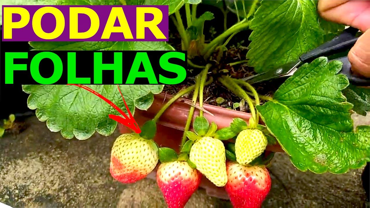 Como Podar as FOLHAS DO MORANGO Para produzir muito mais