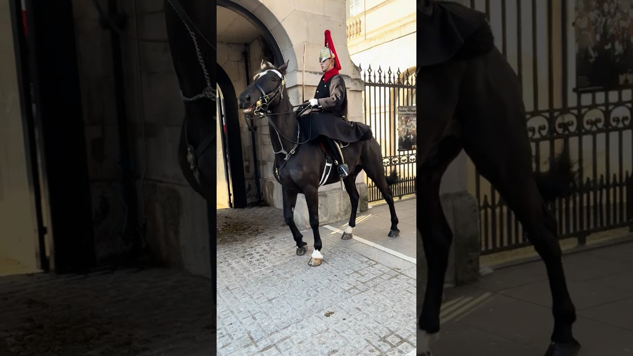 A Look into Royal Tradition: The King's Horses at Horse Guards