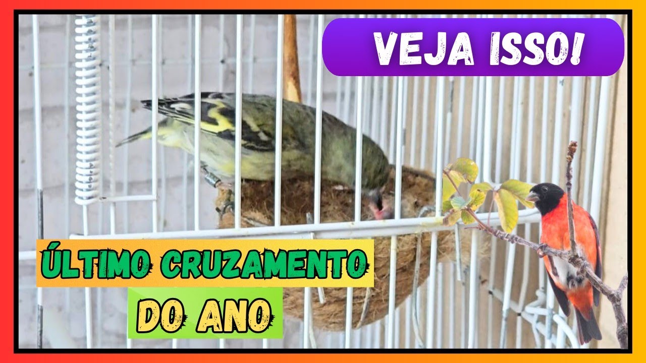 Como criar Pintassilgo Pinheirinho, veja como é o acasalamento de pintassilgo.