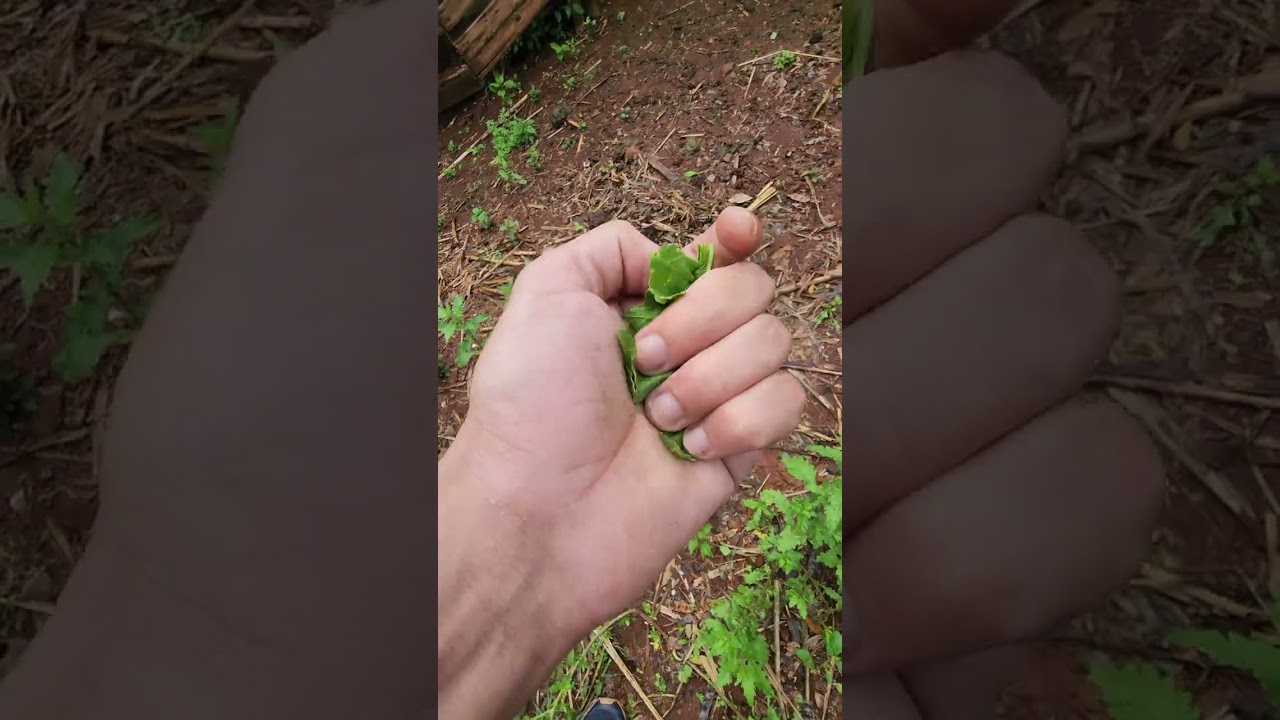 Nunca vi uma erva medicinal tão POTENTE como está 😱😱😱. 