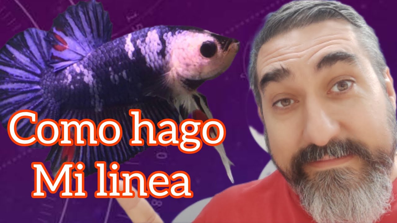 TUTORIAL Como fijar una línea del pez betta GENETICA DEL PEZ BETTA