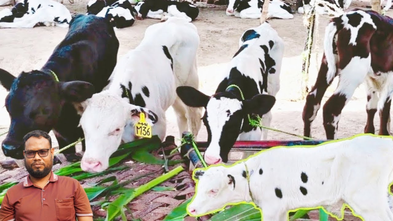 বকনার দামে কম মানে ভালো I লটে সেরা ফ্রিজিয়ান বকনা বাছুরের দাম I রশিদ ডেইরি ফার্ম