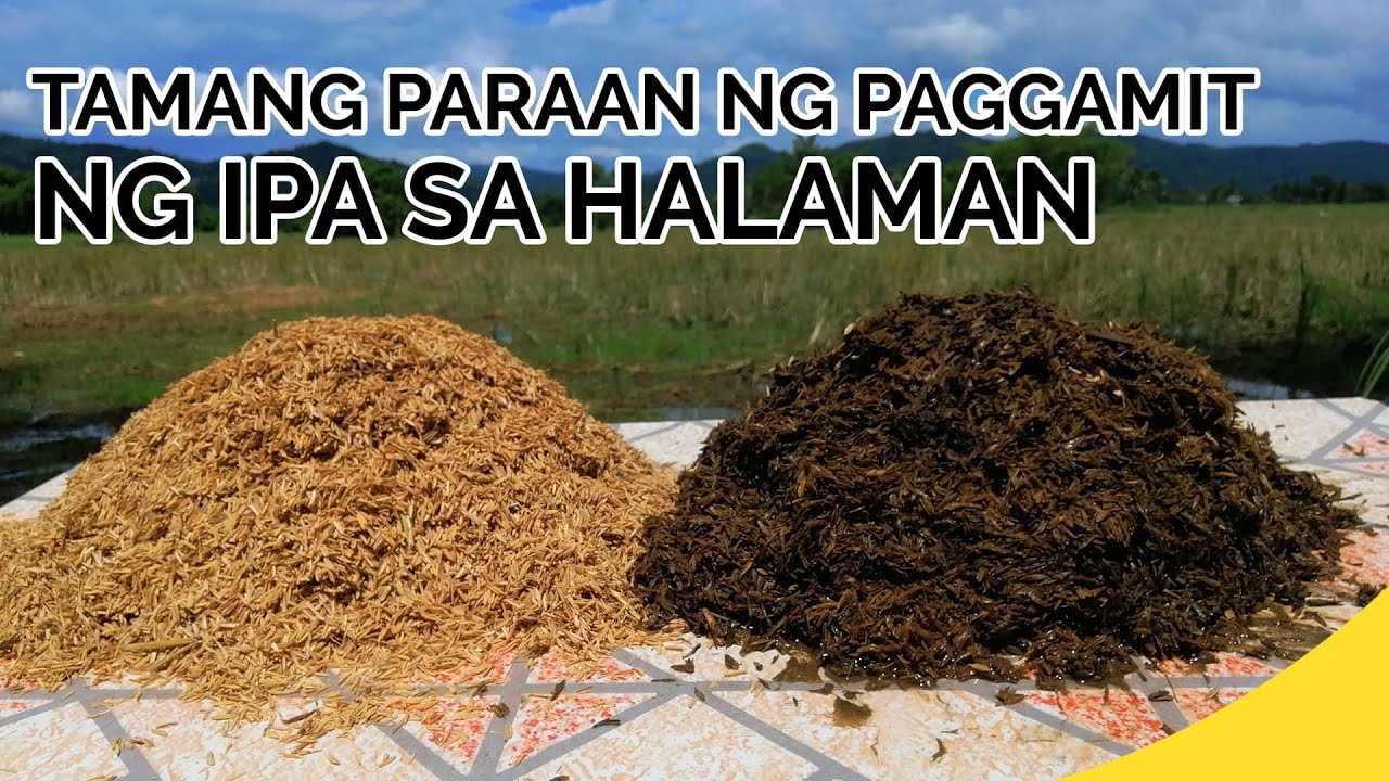 PAANO ANG TAMANG PARAAN NG PAGGAMIT NG IPA SA HALAMAN | How to Use Rice Hull Properly in Plants
