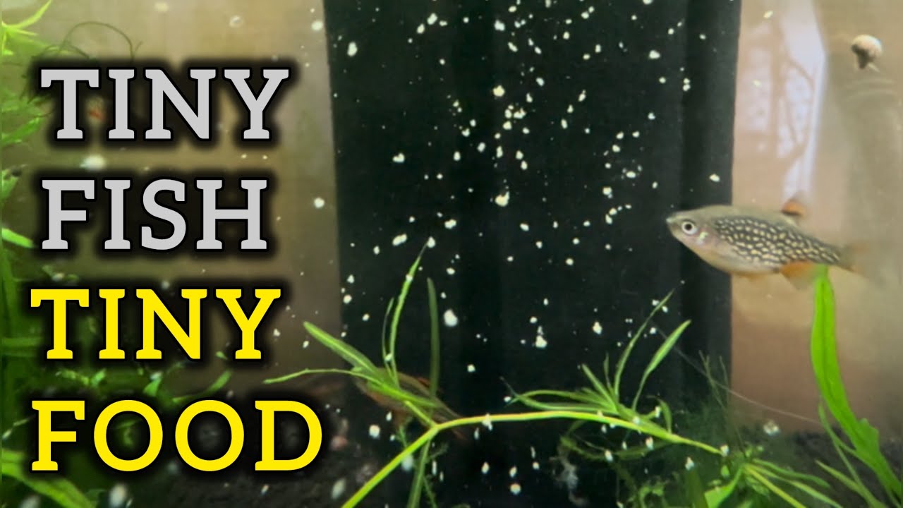 How To Feed Celestial Pearl Danio Fry (And other Nano Fish!) #CPD #nanofish #fishfood