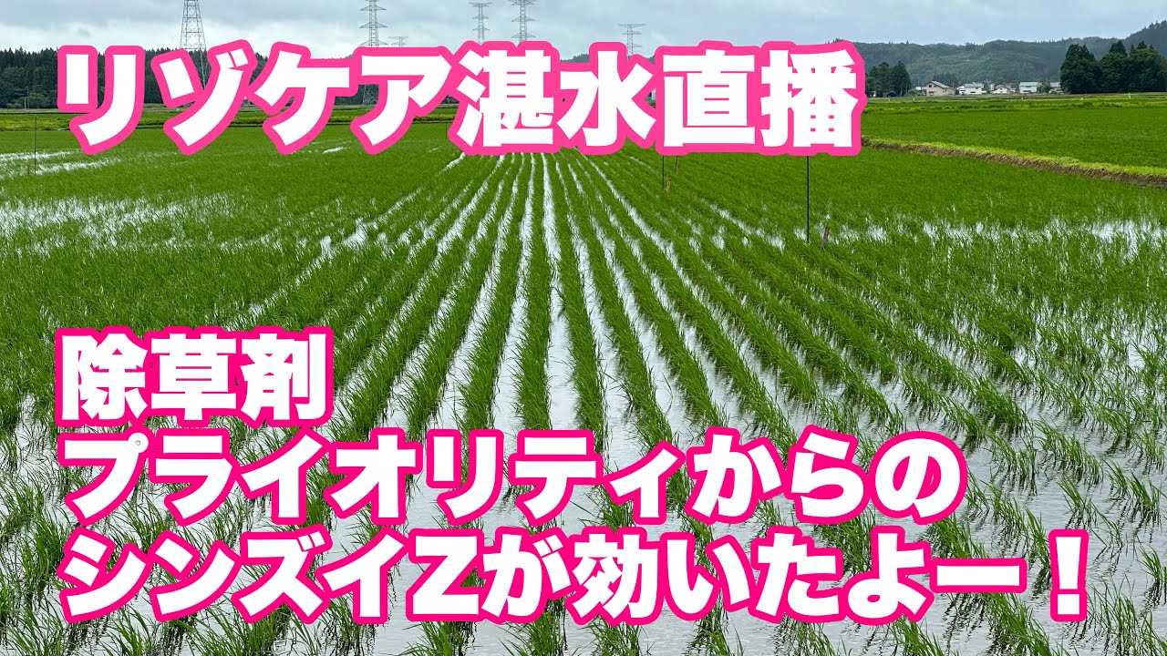 リゾケア湛水直播日記　プライオリティ、シンズイZ、一発剤2回で草を殲滅しました！2024年7月1日