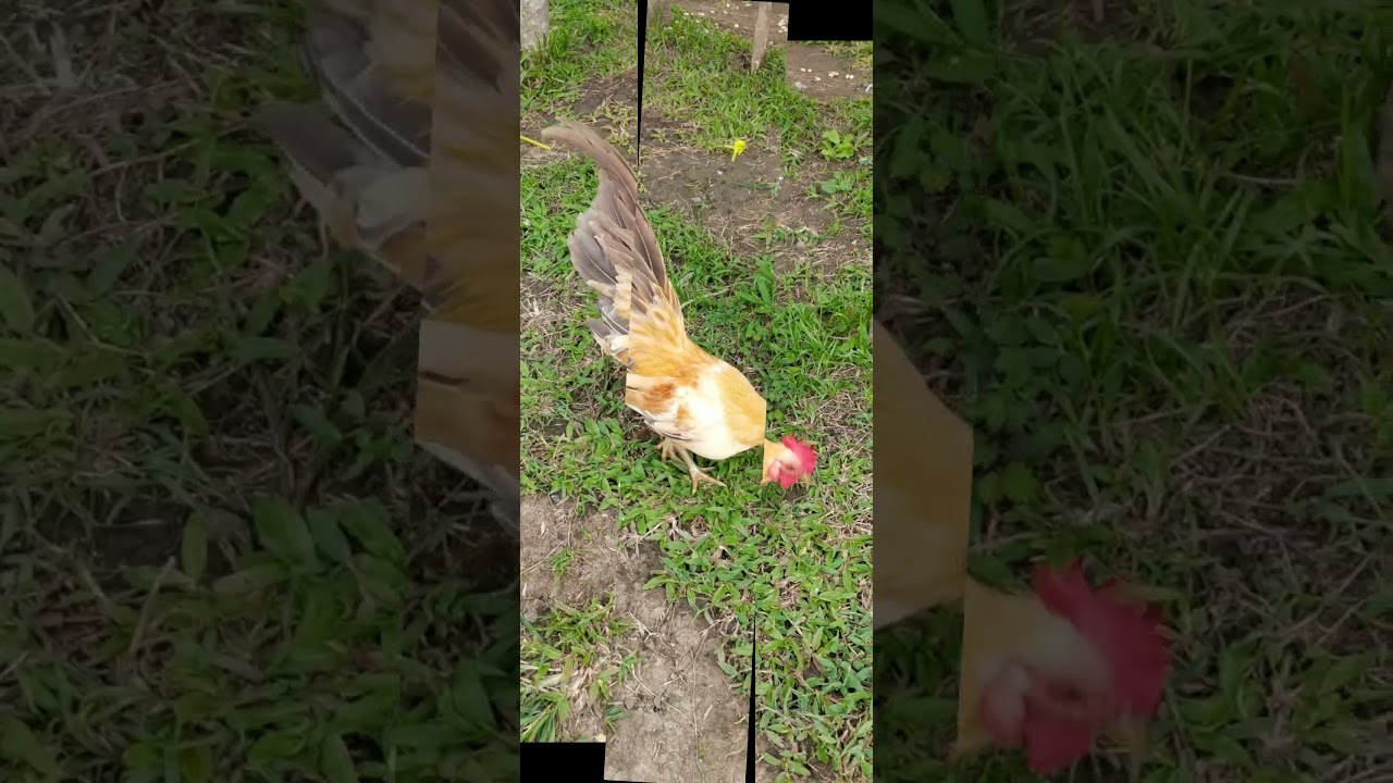 BANTAM CHICKEN/Lorie Mondejar