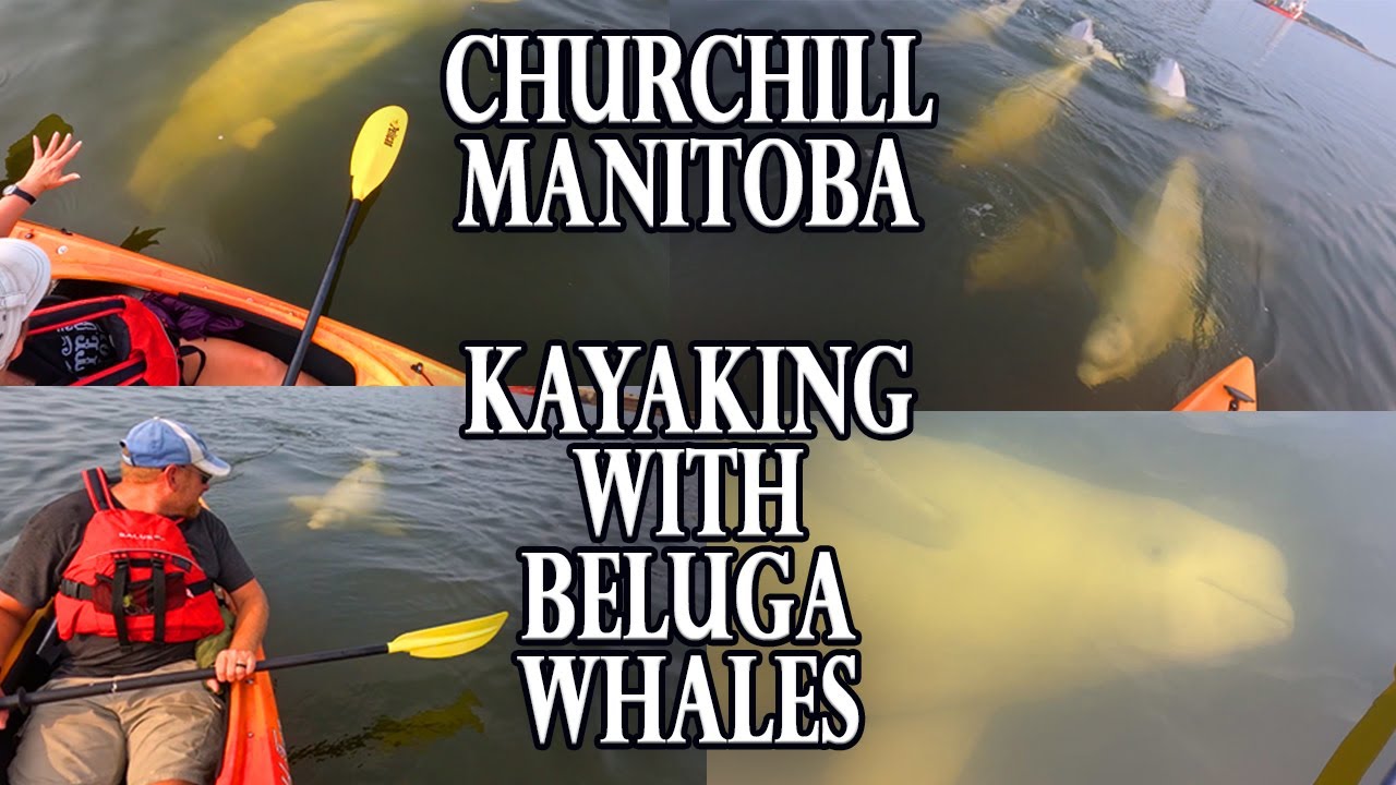 Incredible Kayaking with Beluga Whales in Churchill, Manitoba