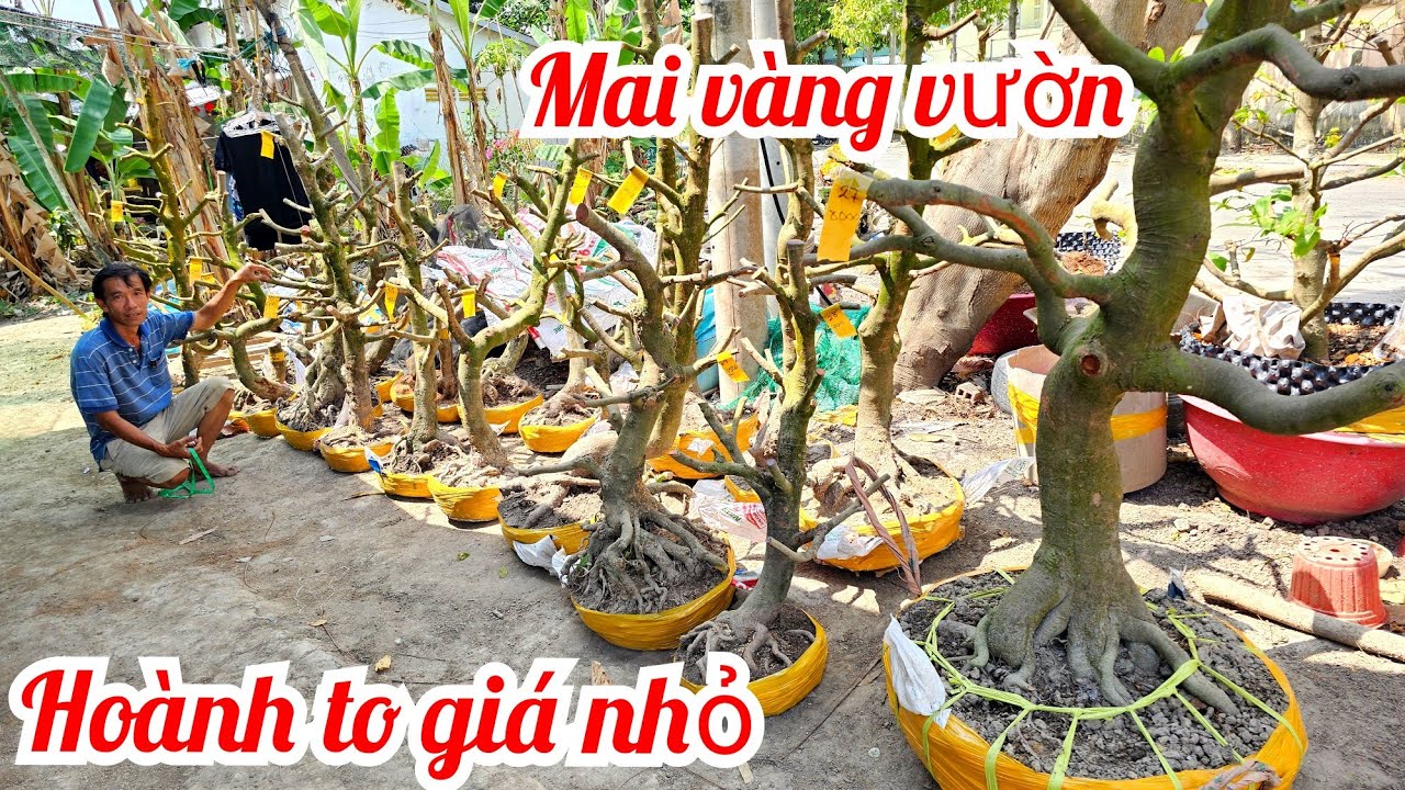 A. Tuấn 📲 O9I9977452 nhập đội phôi mai vàng vườn hoành to giá rẻ 8/3 Chợ Gạo (@MaivàngQuêdừa)